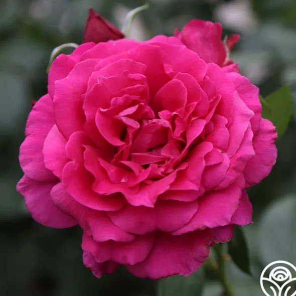 Heirloom Roses Pretty Lady Rose™ New