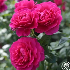 Heirloom Roses Pretty Lady Rose™ New