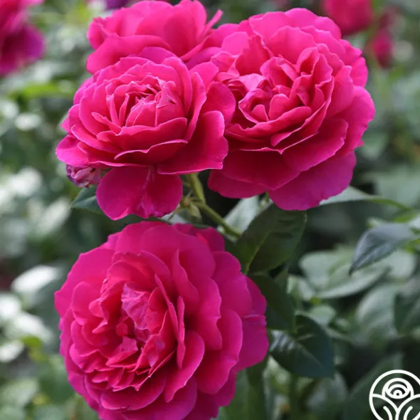 Heirloom Roses Pretty Lady Rose™ New
