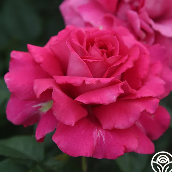 Heirloom Roses Pretty Lady Rose™ New
