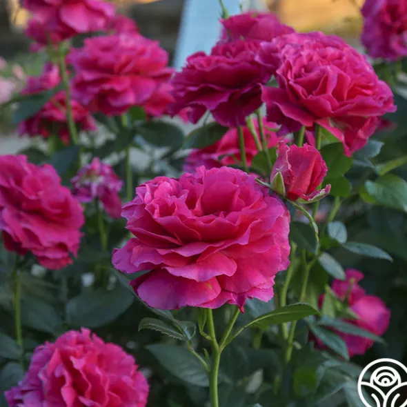 Heirloom Roses Pretty Lady Rose™ New