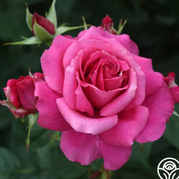 Heirloom Roses Pretty Lady Rose™ New
