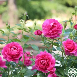 Heirloom Roses Pretty Lady Rose™ New