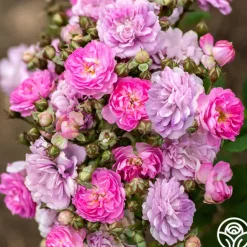 Heirloom Roses Pretty Polly® Lavender Best
