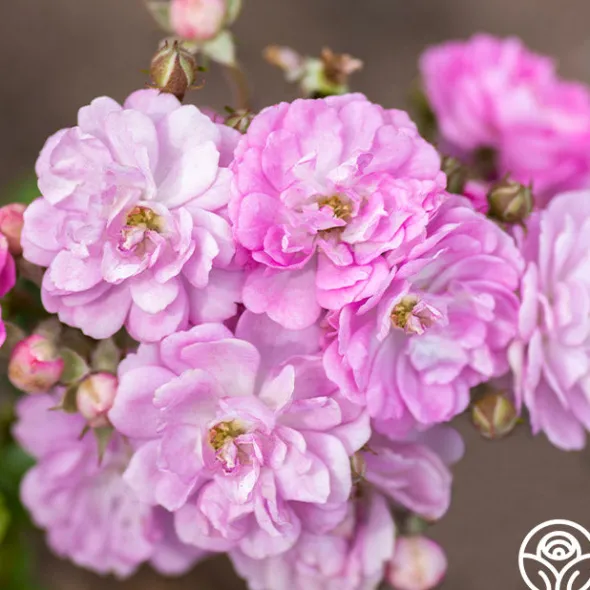 Heirloom Roses Pretty Polly® Lavender Best