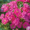 Heirloom Roses Pretty Polly® Pink Sale