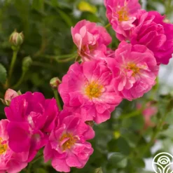 Heirloom Roses Pretty Polly® Pink Sale