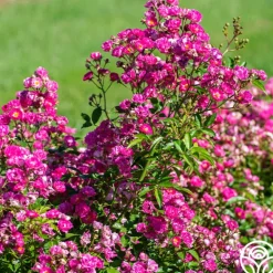 Heirloom Roses Pretty Polly® Pink Sale