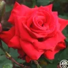 Heirloom Roses Pride Of England™ Discount