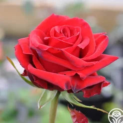 Heirloom Roses Pride Of England™ Discount