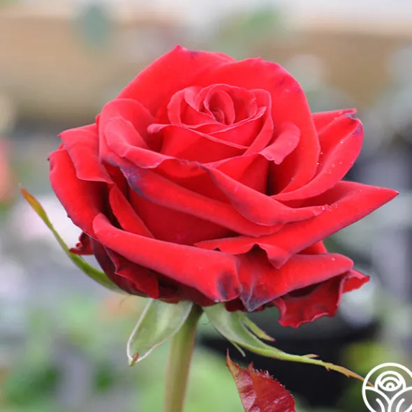 Heirloom Roses Pride Of England™ Discount