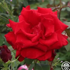 Heirloom Roses Pride Of England™ Discount