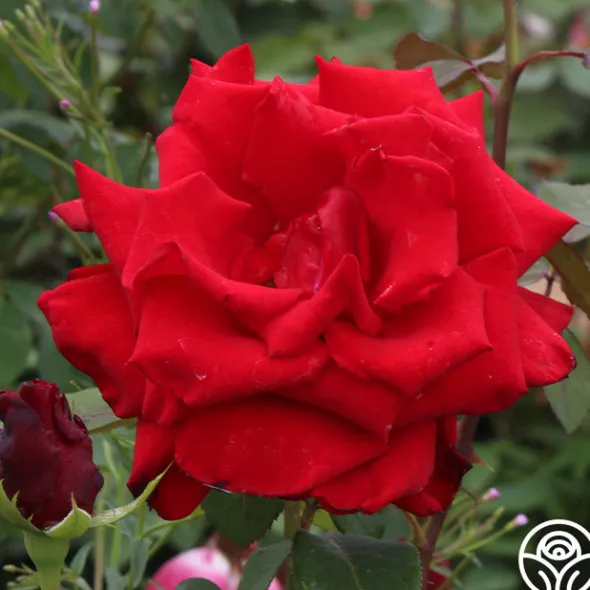 Heirloom Roses Pride Of England™ Discount