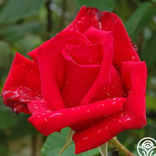 Heirloom Roses Pride Of England™ Discount