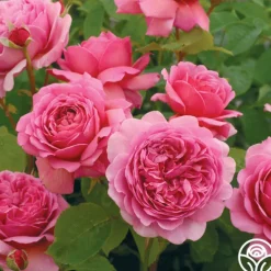 Heirloom Roses Princess Alexandra of Kent Clearance