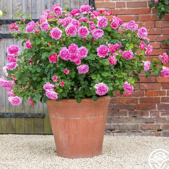 Heirloom Roses Princess Alexandra of Kent Clearance