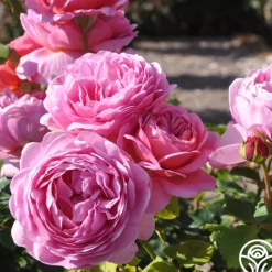 Heirloom Roses Princess Alexandra of Kent Clearance