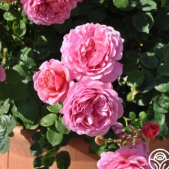 Heirloom Roses Princess Alexandra of Kent Clearance