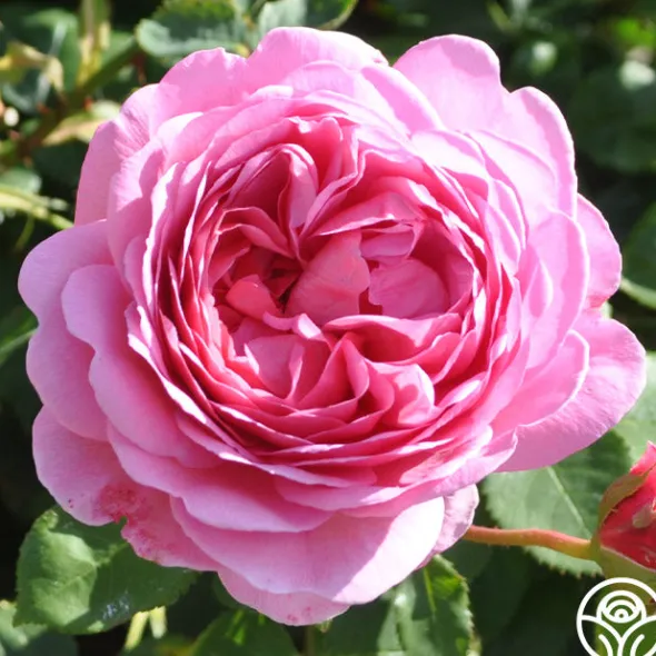 Heirloom Roses Princess Alexandra of Kent Clearance