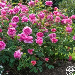 Heirloom Roses Princess Alexandra of Kent Clearance