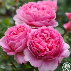 Heirloom Roses Princess Alexandra of Kent Clearance