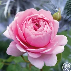 Heirloom Roses Princess Alexandra of Kent Clearance