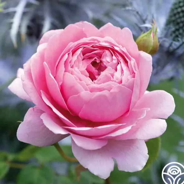Heirloom Roses Princess Alexandra of Kent Clearance