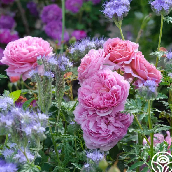 Heirloom Roses Princess Alexandra of Kent Clearance