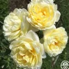 Heirloom Roses Princess Buttercup® Clearance