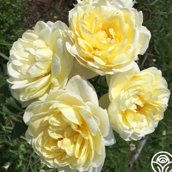 Heirloom Roses Princess Buttercup® Clearance