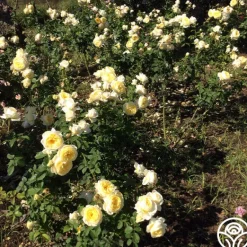 Heirloom Roses Princess Buttercup® Clearance