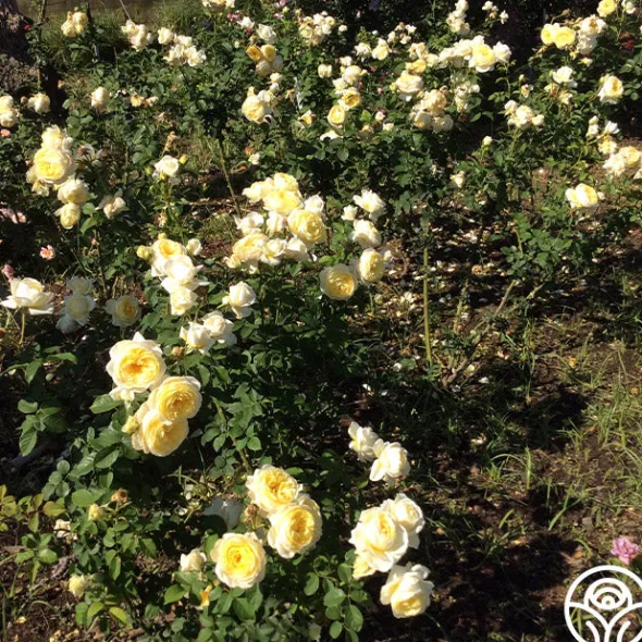 Heirloom Roses Princess Buttercup® Clearance