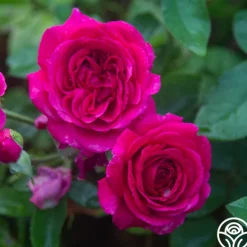 Heirloom Roses Princess Elise™ Outlet