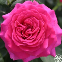 Heirloom Roses Princess Elise™ Outlet