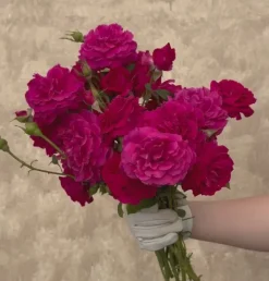 Heirloom Roses Princess Elise™ Outlet