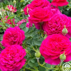 Heirloom Roses Princess Elise™ Outlet
