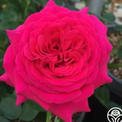 Heirloom Roses Princess Elise™ Outlet