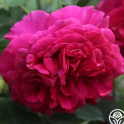 Heirloom Roses Princess Elise™ Outlet