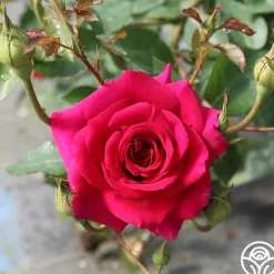 Heirloom Roses Princess Elise™ Outlet