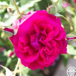 Heirloom Roses Princess Elise™ Outlet