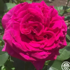 Heirloom Roses Princess Elise™ Outlet