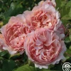 Heirloom Roses Princesse Charlene de Monaco®