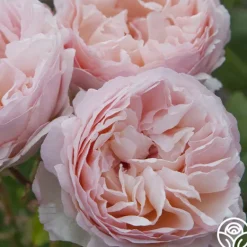 Heirloom Roses Princesse Charlene de Monaco®