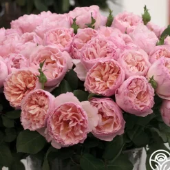 Heirloom Roses Princesse Charlene de Monaco®