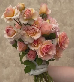 Heirloom Roses Princesse Charlene de Monaco®