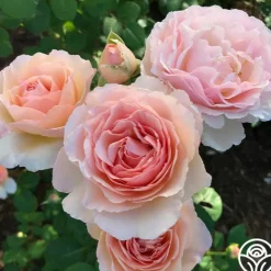 Heirloom Roses Princesse Charlene de Monaco®