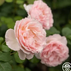 Heirloom Roses Princesse Charlene de Monaco®