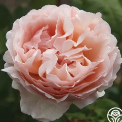 Heirloom Roses Princesse Charlene de Monaco®