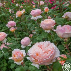 Heirloom Roses Princesse Charlene de Monaco®