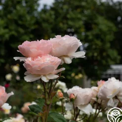 Heirloom Roses Princesse Charlene de Monaco®